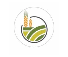 البوادي للحبوب